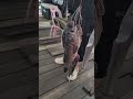 야간 낚시가능 우럭 풍년 대일수산좌대 #fishing #낚시 #ai #video #뉴스 #shorts #ai  #캠핑 #좌대 #텐트 #캠핑카 #야간낚시터 #동호회 #취미