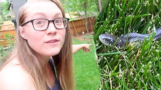 Celebrity GIANT SNAKE in our BACKYARD!!! 🐍 Profile