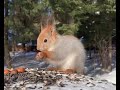 белка кушает орешки в снежном лесу