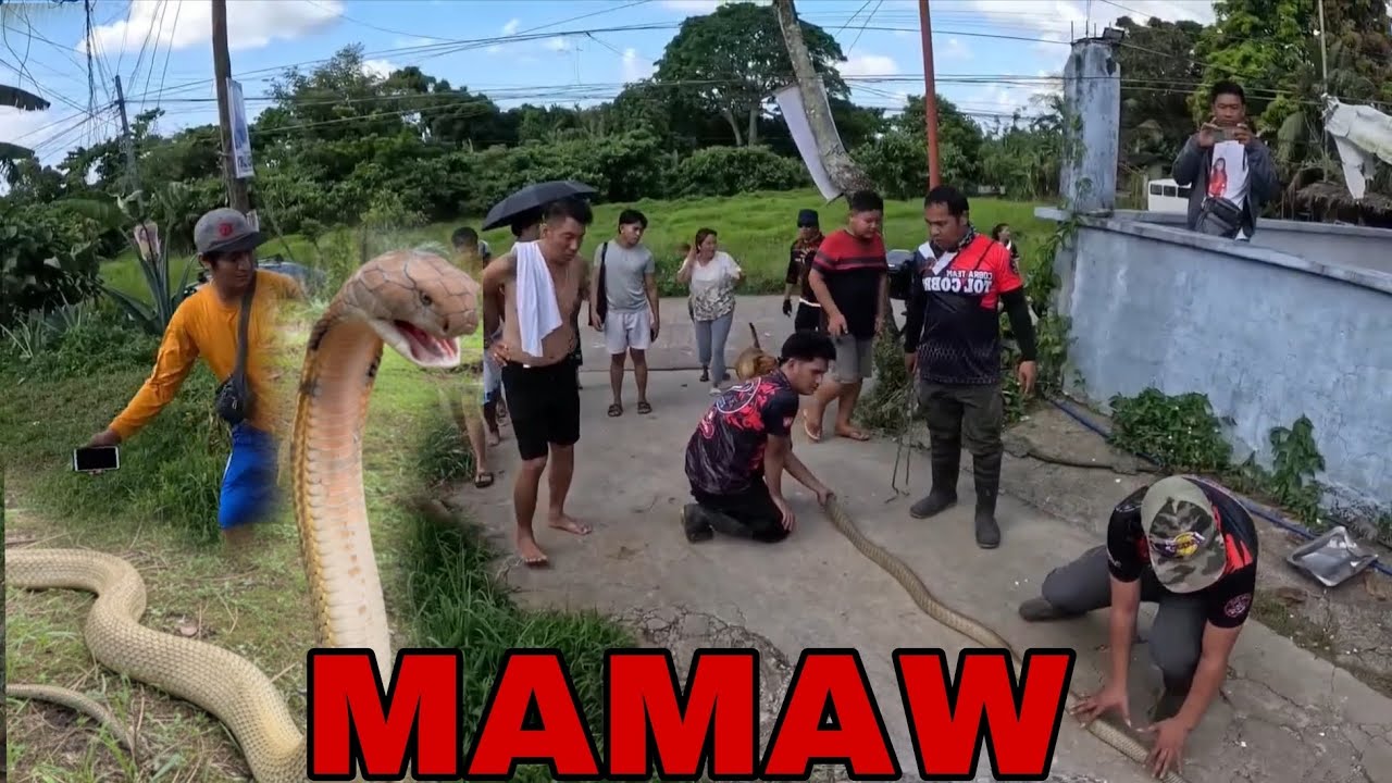 ANG NAHULI PINAKA MALAKING KING COBRA SA TAYABAS QUEZON #cobraprince 