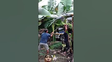 Cách Người Ấn Độ thu hoạch chuối 1 quai chuối mấy chục nãy