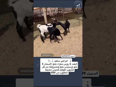 5 معزاء للبيع لتواصل 0558339677