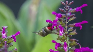 Hummingbird Vignettes 39