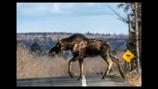 Maine Moose Yearling Male With Winter Ticks.