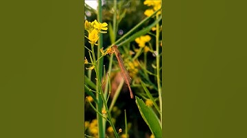 Most Beautiful Dragonfly video full HD || Dragonfly video || Ultra zoom video #dragonfly #insects