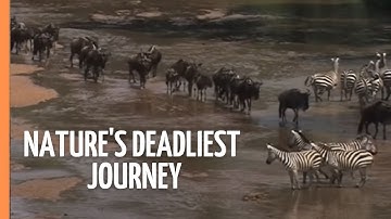 The Great Migration: Nature