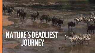 The Great Migration Natures Deadliest Journey Full Documentary
