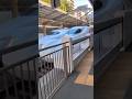 駅で笛が‼️ #shorts #新幹線 #bullet train #新神戸駅 #Shin-Kobe Station #兵庫県 #神戸市 #JR西日本 #JR東海