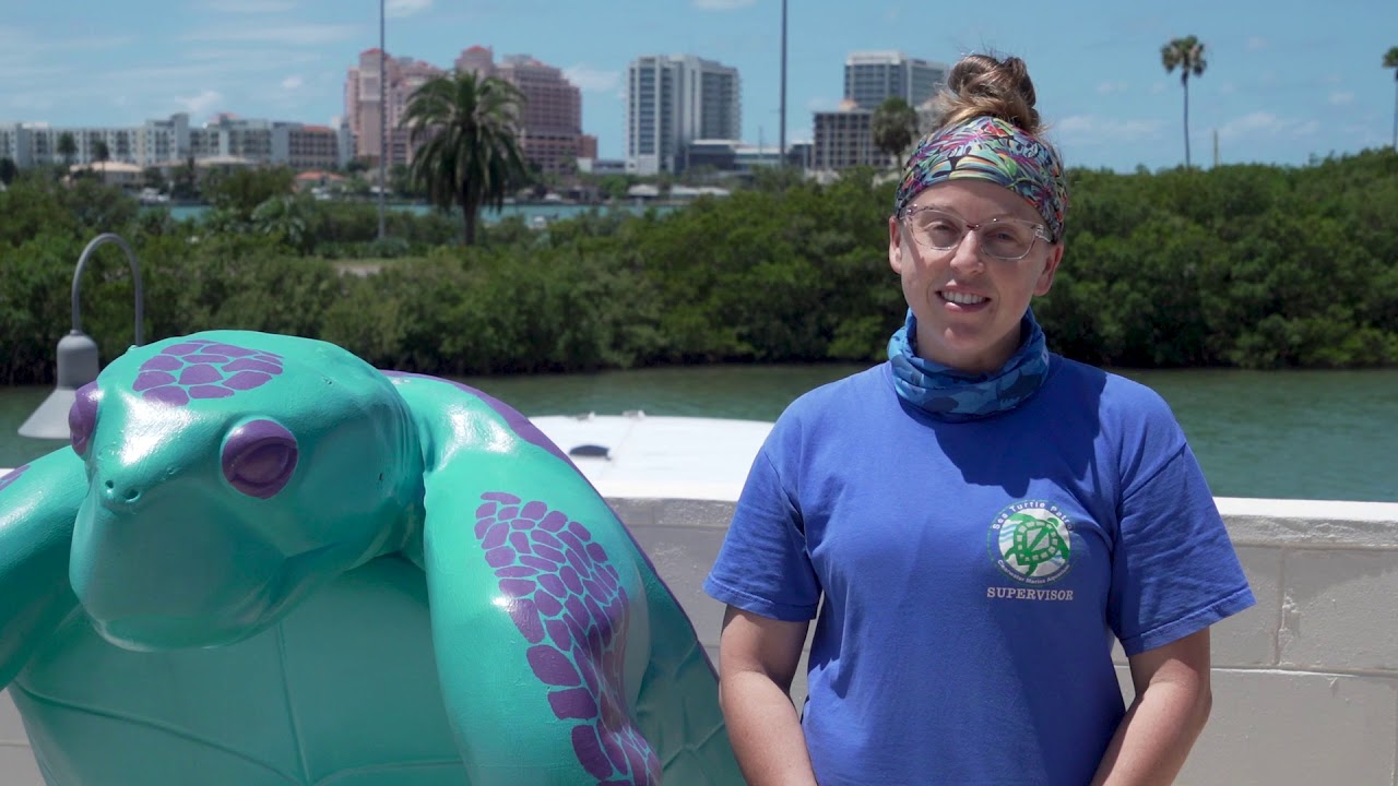 Sea Turtle Nesting Season 2020 - YouTube