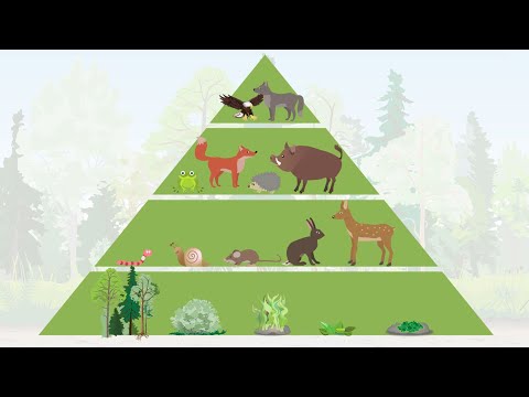 Video: Welche ökologische Pyramide steht immer aufrecht?