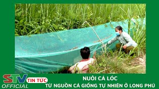 STV - Hiệu quả mô hình nuôi Cá Lóc từ nguồn cá giống tự nhiên ở Long Phú