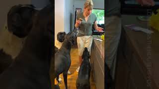This Lady Gave My Dogs Pizza?! 🍕 by Dogs & Other Unsolicited Advice 724 views 2 years ago 4 minutes, 32 seconds