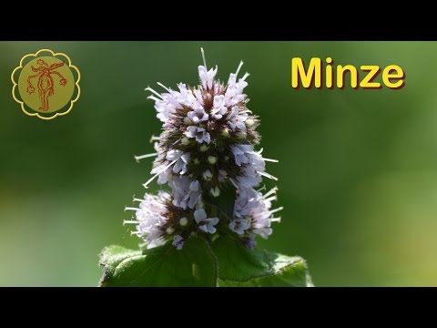 Video: Minze Ist Eine Heilpflanze