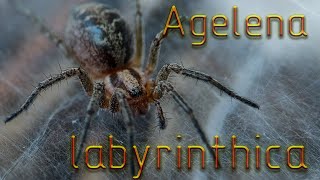 О пауке Agelena labyrinthica