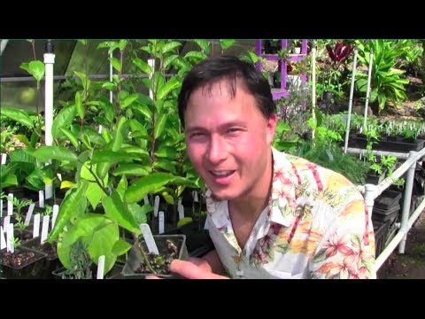 Tropical Perennial Vegetable Gardening In Hawaii Youtube