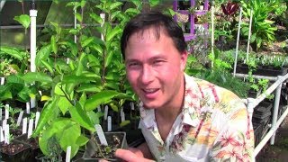 Tropical Perennial Vegetable Gardening in Hawaii