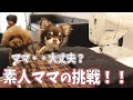 犬の洋服ハンドメイドに挑戦！トイプードルとチワワの洋服作り