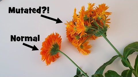Our Marigold MUTATED! 🌼 Multiple Flowers Growing from One?! 😱