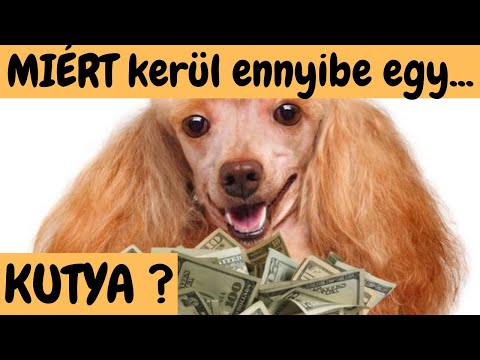 Videó: Phenobarbital túladagolás kutyákban