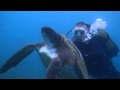 Diving with Turtles in Side Turkey June 2014