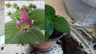 Kohleria Çiçeği Çelikten Köklendirme Nasıl Yapılır. Komşu Çatlatan Çiçeği Çelikten Nasıl Çoğaltılır.