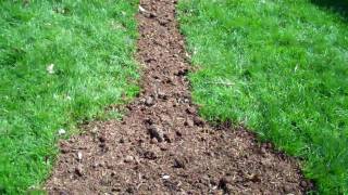 The solution we used to solve a client's perennial backyard problem
with standing water in low spot. dug typical french drain trench
deeper pit...