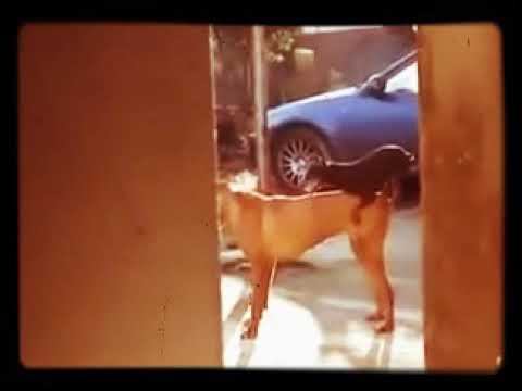 perro follando a su dueño