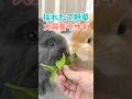 お庭で採れた新鮮な野菜に大興奮のウサギ達が可愛すぎた。 #rabbit #うさぎ #bunny #うさぎのいる暮らし #家庭菜園 #cuteanimals