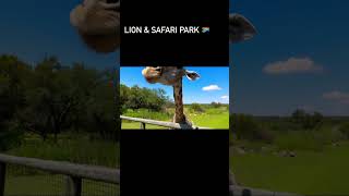 Things to do: LION & SAFARI PARK 🇿🇦 Joburg S. Africa #africa #travel #southafrica  #explore #fun