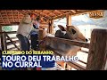 TOURO DEU TRABALHO NO CURRAL