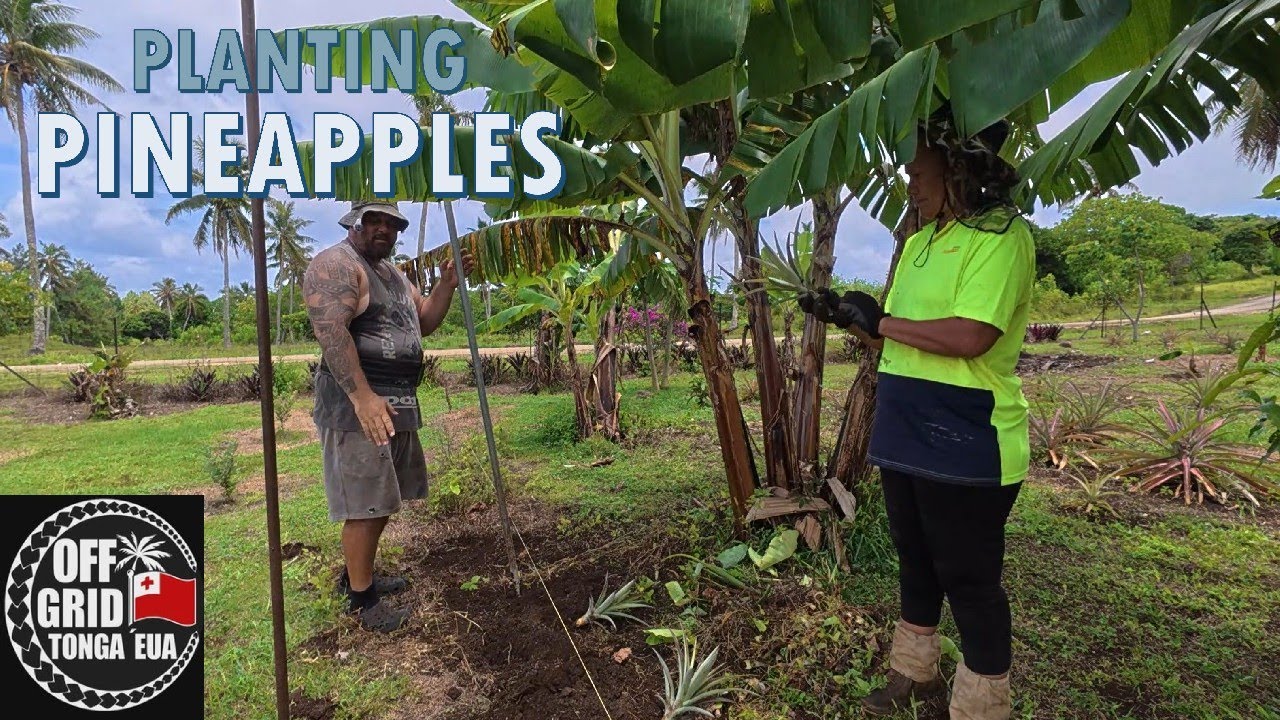 I'll Never Buy Pineapples Again: How to Grow Infinite Fruit for Free!!