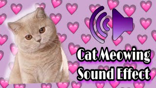 Funny Cats Kitten Meowing Sound Effect 2. With actual cat video by Reebonz Cattery TV 31,389 views 1 year ago 3 minutes, 8 seconds