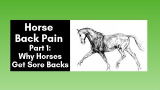Horse Back Pain Part 1: Why Horses Get Sore Backs (2020)