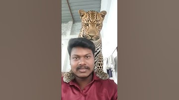 #awezchaitrend TUTORIAL Leopard Leap Filter