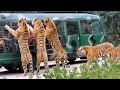 Angry Royal Bengal Tiger Comes to Forward of Safari Bus | A Full Day tour Bangabandhu Safari Park