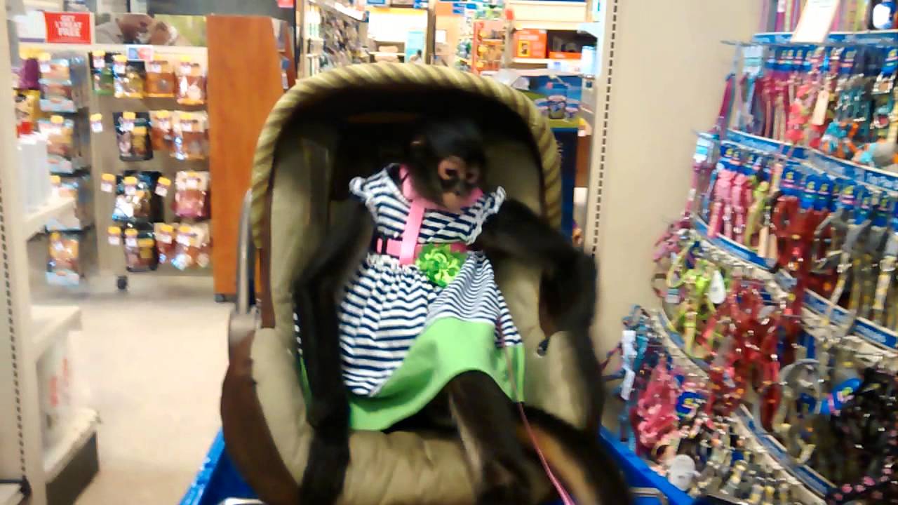 Monkey shops at Pet Store Spanky TheSpiderMonkey - YouTube