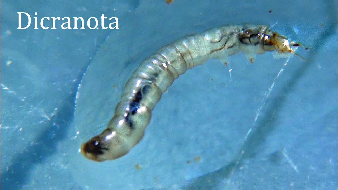Dicranota larva alive