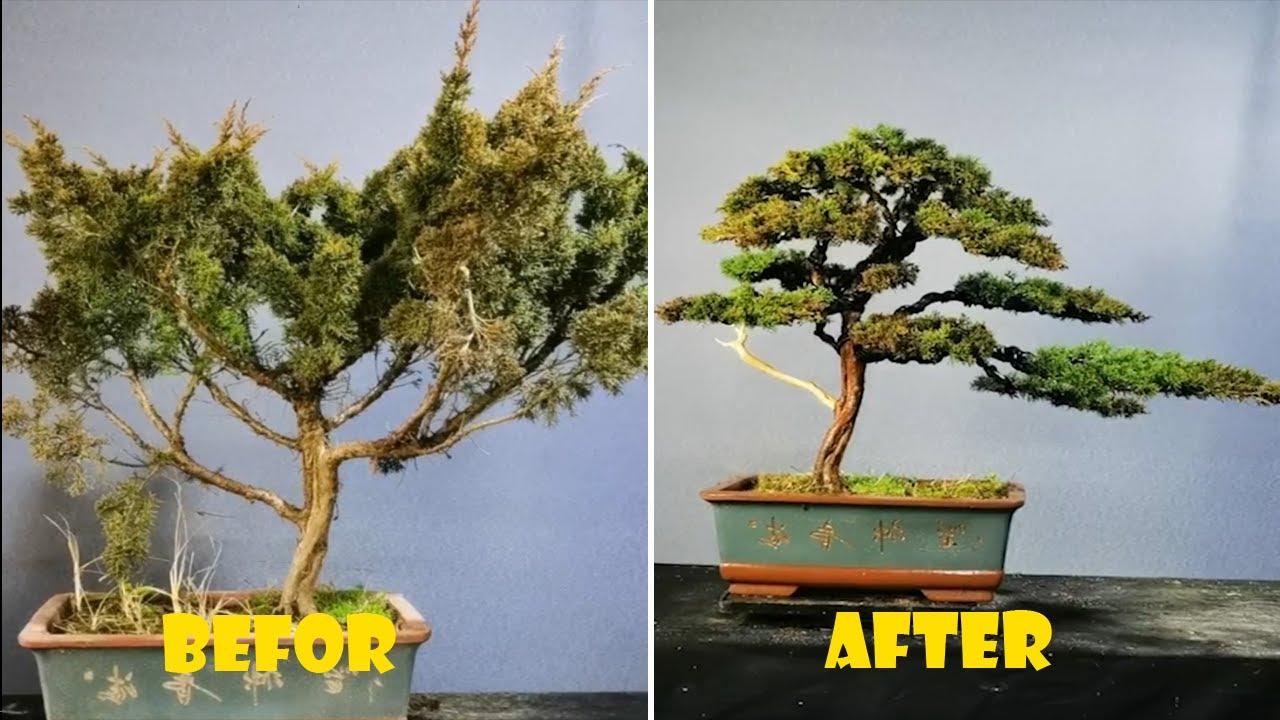 How to bend a bonsai - great bonsai bending skills #203