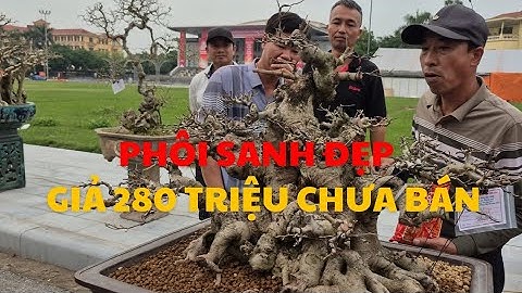 Báo giá bonsai tuyệt đẹp – phôi sanh quý trả 280 triệu, chủ tiếc không bán, ai cũng vây quanh xem!