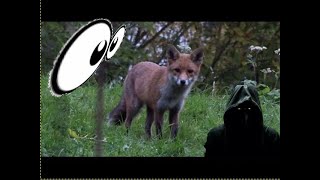 Cautious #Sutton in Ashfield red #fox 🦊