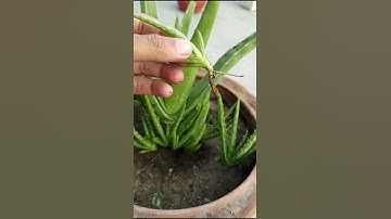 Boost Aloe Vera Growth with This Simple Trick! 🚀