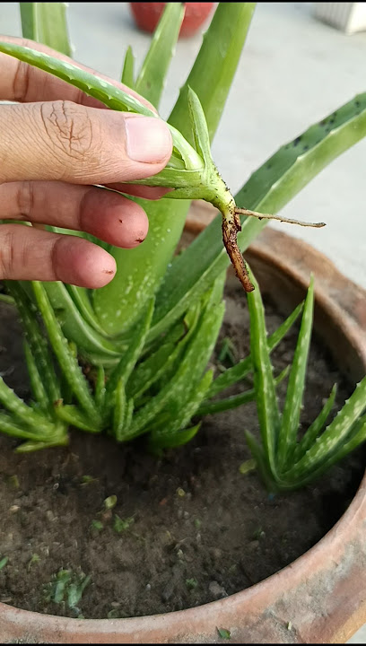 Boost Aloe Vera Growth with This Simple Trick! 🚀