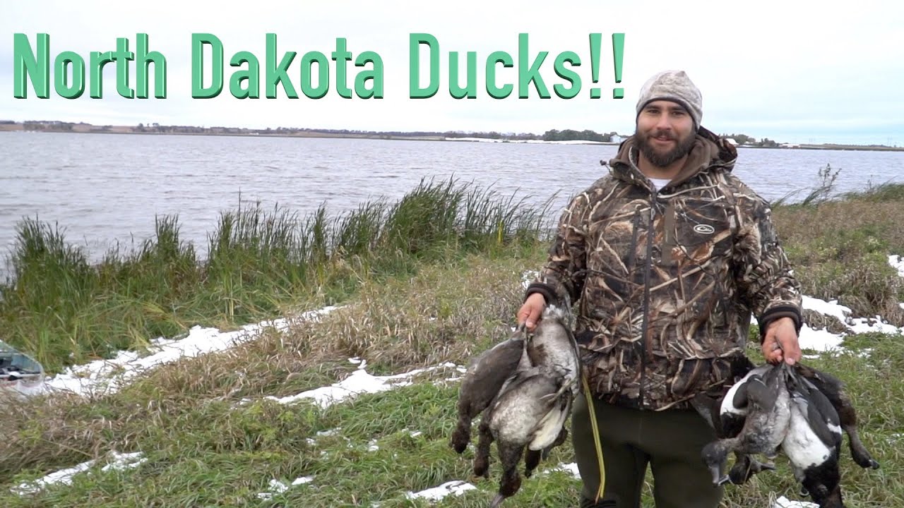 North Dakota Diver Duck Hunt! YouTube