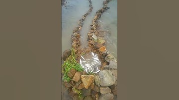 Ancient Stone Fish Traps That Still Work! | 🇺🇸🇬🇧🇨🇦 #fishing #shorts