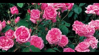 DEMAM TANAM BUNGA , SEPANJANG JALAN DI TANAMI ANEKA BUNGA DI MUSIM PENGHUJAN