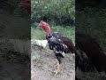 Tía nộp đợi ngày vào cót