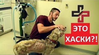СПАСЛИ ХАСКИ  (Преображение больной собаки)  Ветеринарное ранчо на русском