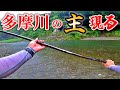 多摩川で渓流釣りしてたら多摩川史上最大魚が降臨！