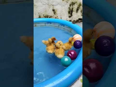 Baby duck swimming