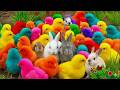 Ayam Lucu, ayam warna warni, ayam rainbow, kelinci lucu, bebek lucu, ikan koi, Hewan Lucu